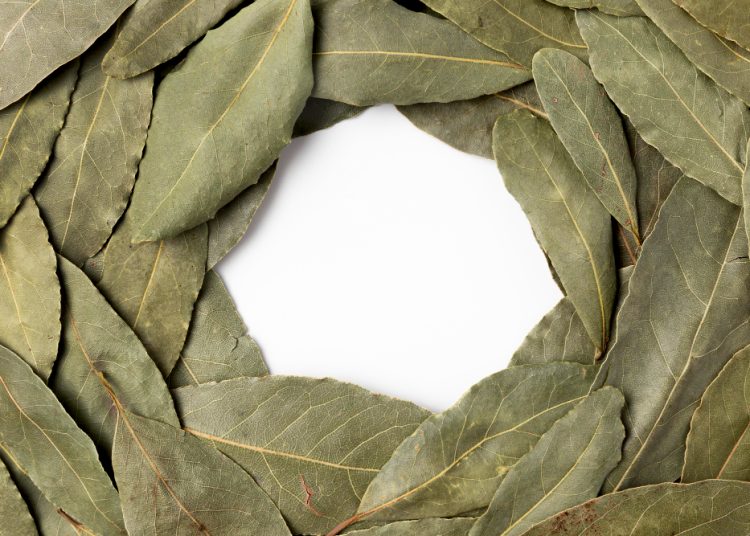 С первыми заморозками кладу лист лавра на батарею и живу без бед: вот что происходит – вся семья замечает разницу